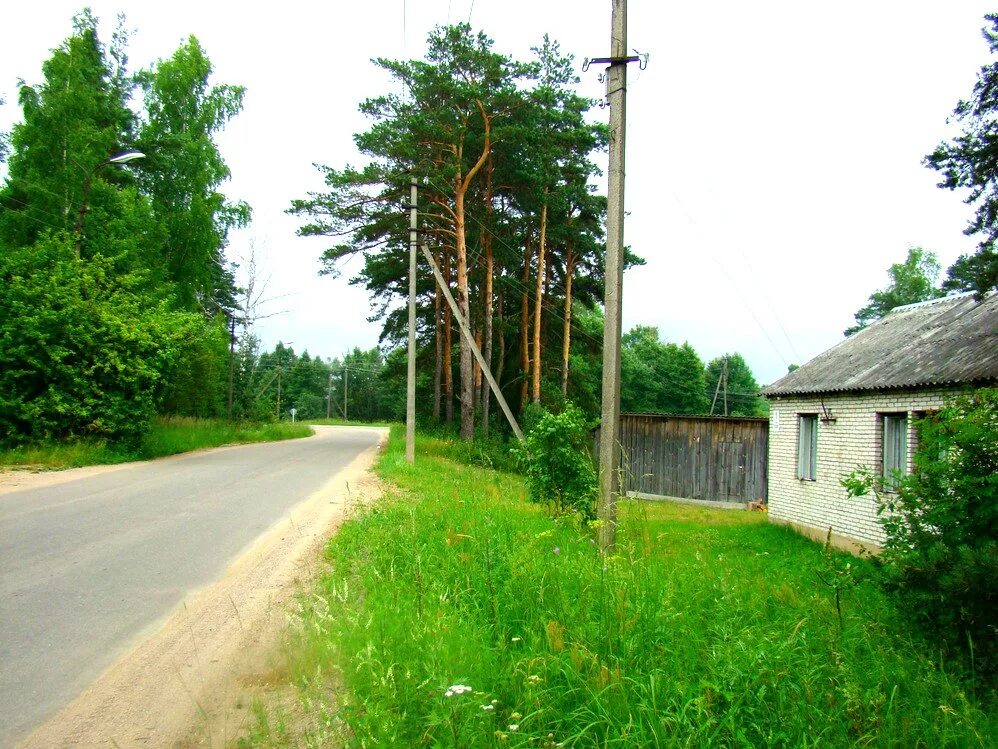 154. Фотообои лес. Лес д 1. Лес ассет. 3д пейзажи лес.