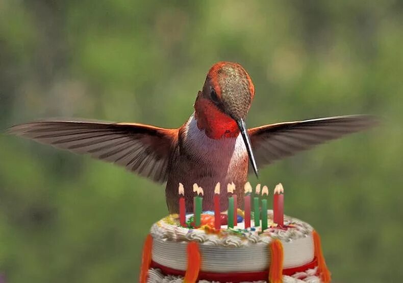 С днем рождения птичка. Открытки с днём рождения с птицами. Птицы поздравляют с днем рождения. С днем рождения пташка.