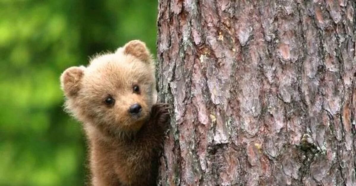 Я медведь настоящий медвежонок или нет. Маленький Медвежонок. Милый медведь. Милые медвежата. Медведь на дереве.