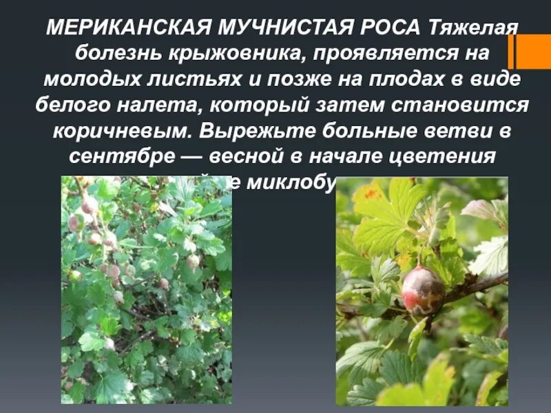 Чем обработать крыжовник от мучнистой росы. Мучнистая роса на крыжовнике. Крыжовник заболел мучнистая роса. Мучная роса на крыжовнике. От мучнистой росы на крыжовнике.