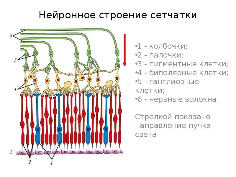 Длинные и тонкие клетки
