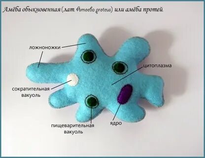 Модель амебы