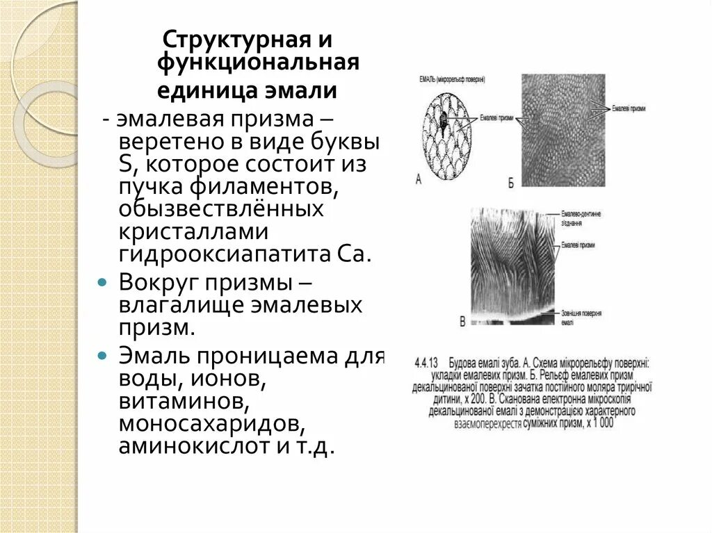 Структурно функциональная единица дентина. Структурная единица эмалевых призм зуба. Структурная функциональная единица дентина. Эмалевые Призмы зуба гистология
