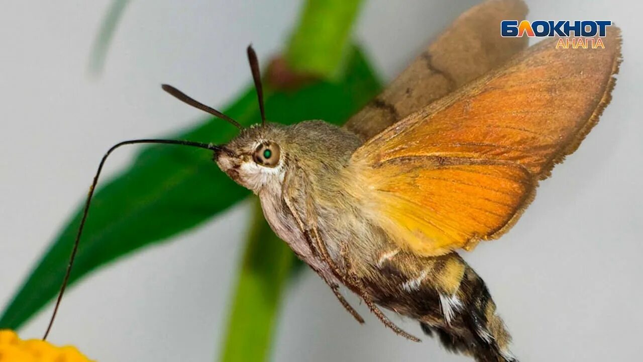 Бражник глазчатый смеринтус Insect photos, Moth, Butterfly