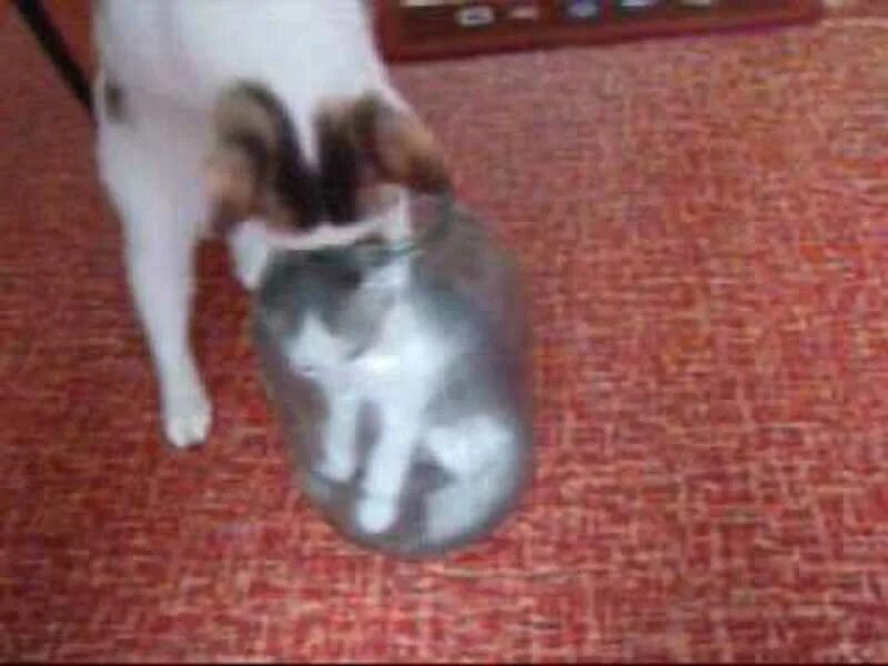 Кот застрял в банке. Кошка в банке. котёнок из банки. фото как маленький котёнок застрял.