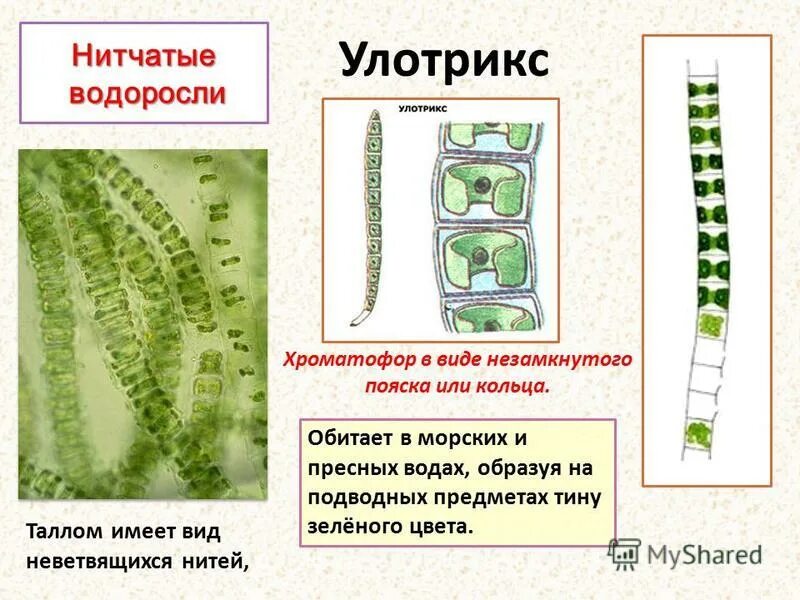 К какому отделу растений относится улотрикс. К какому отделу растений относится улотрикс