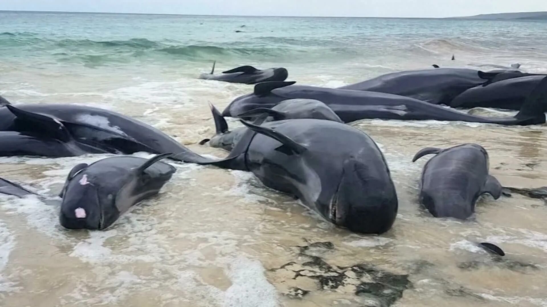 Песни про черных дельфинов. В новой Зеландии дельфины выбросились на берег. Исчезновение видов животных.