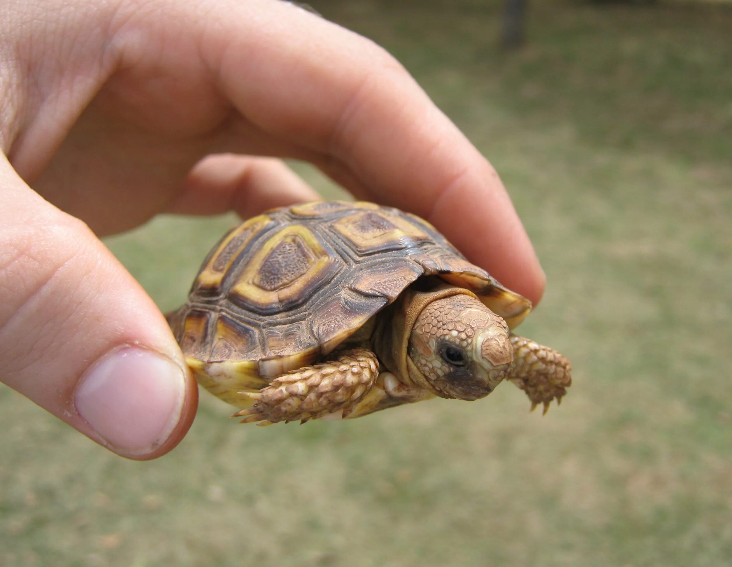 Капская крапчатая черепаха. Капская крапчатая плоская черепаха. Килеватая мускусная черепаха. Homopus signatus (черепаха).
