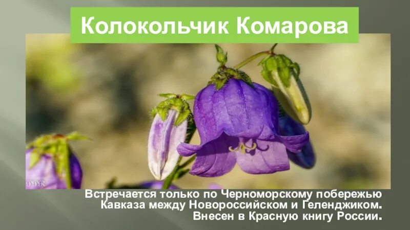 Признаки колокольчика. Колокольчик Комарова красная книга. Колокольчик Комарова красная книга Краснодарского края. Колокольчик Комарова красная книга описание. Растения из красной книги колокольчик.