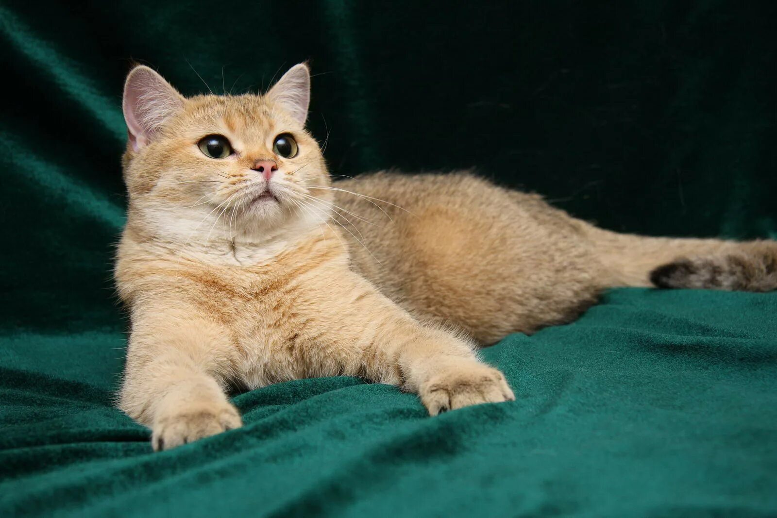 Рыжий золотой кот. Британская короткошёрстная кошка золотая. британская шиншилла рыжий кот. кот британец золотая шиншилла. золотая шиншилла кошка метис.