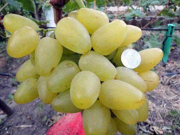 Виноград олигарх. Виноград олигарх