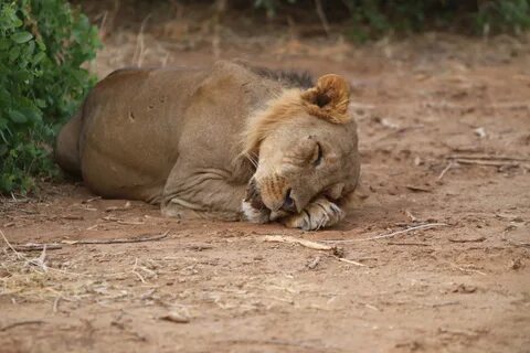 A lion sleep during the day