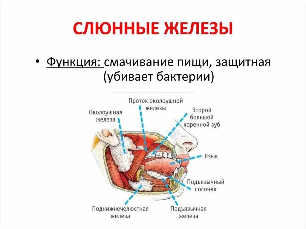 Железа вырабатывающая слюну. Структура слюнных желез анатомия. Слюнные железы строение и функции. Строение слюнной железы 8 класс. Протоки слюнных желёз схема.