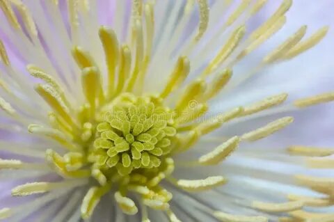Flower inside