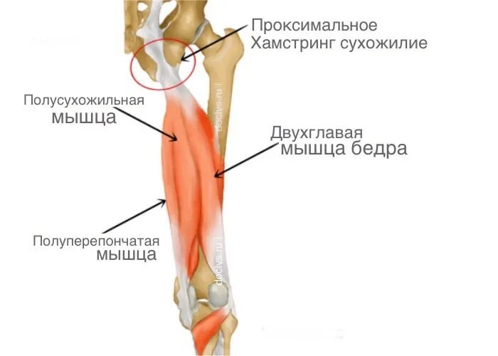 Сухожилие бедро задняя. Хамстринг синдром задней группы бедра. Полуперепончатая мышца бедра анатомия. Сухожилие полуперепончатой мышцы. Задняя двуглавая мышца бедра функции.