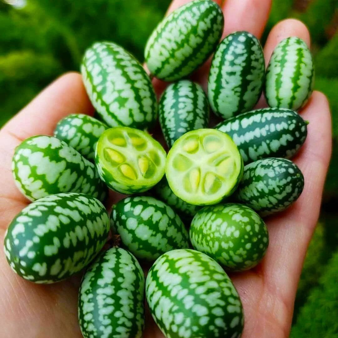 Семена мелотрия шершавая колибри. Огурец атлантис f1. Семена мелотрия мини-огурчик. Мелотрия колибри. Мелотрия шершавая колибри.