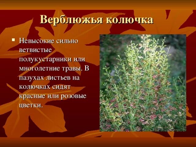 Верблюжья колючка сообщение 4 класс. Верблюжья колючка паспорт растения. верблюжья колючка. верблюжья колючка листья. верблюжья колючка рассказ.