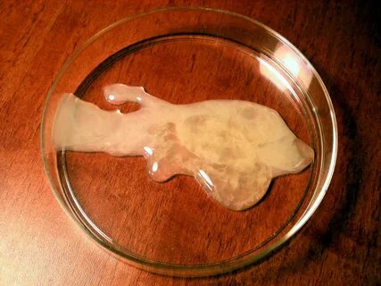 Mushuklar ichkaridan