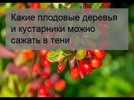 Какие плодовые можно посадить в тени