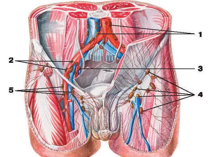 Вена в паху у мужчин. Паховые лимфоузлы анатомия. Паховые лимфоузлы у женщин анатомия. Подвздошные (тазовые) лимфоузлы. Паховая зона у мужчин анатомия.