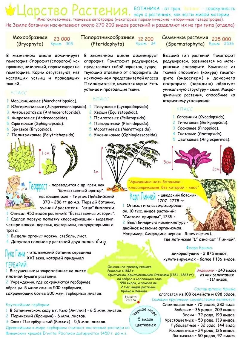 Контрольная работа отделы царства растений. Конспект по биологии растения. биология растения конспекты. конспект по растениям. царство растений егэ биология.