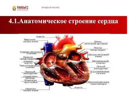 Анатомия сердца отзывы