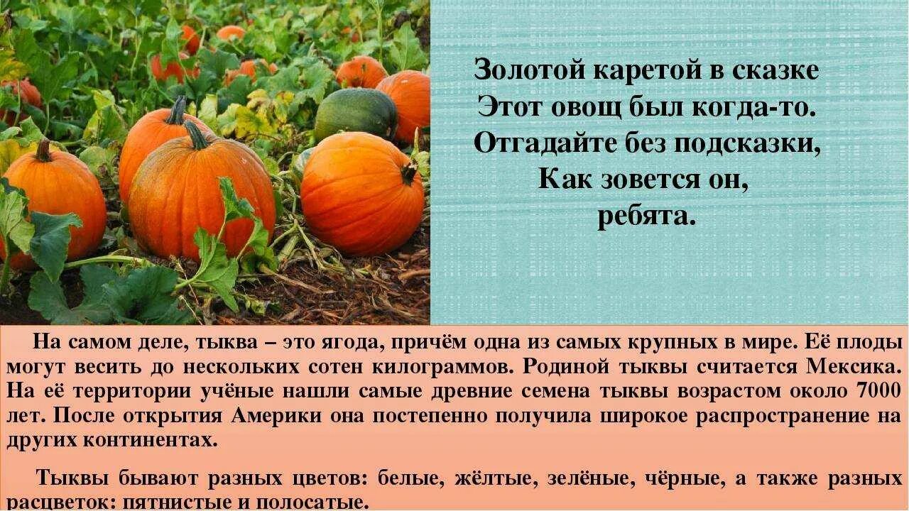 Тыкву любят во всем