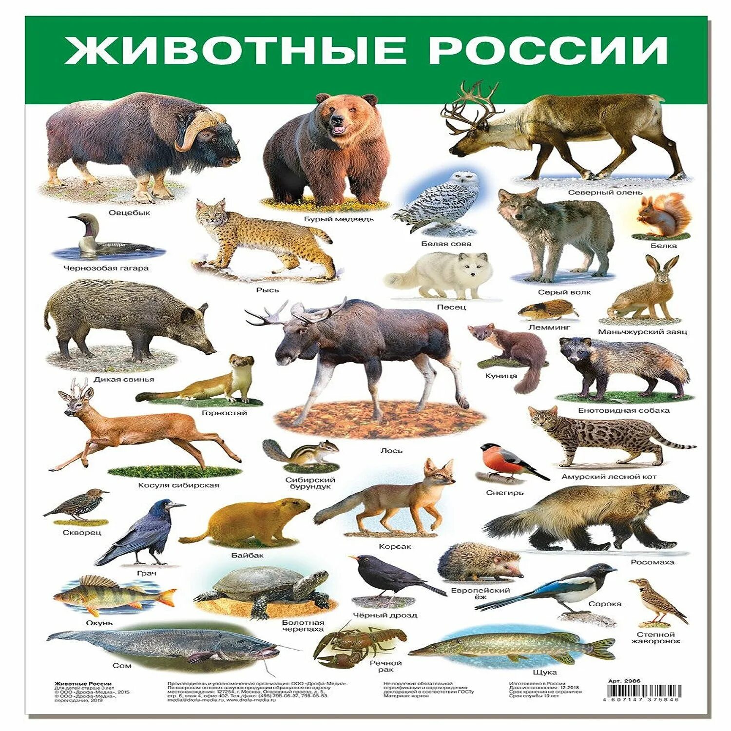 Животные России. Животные в России с названиями. Плакат. Животные России. Животные леса с названиями. Обитатели северной америки