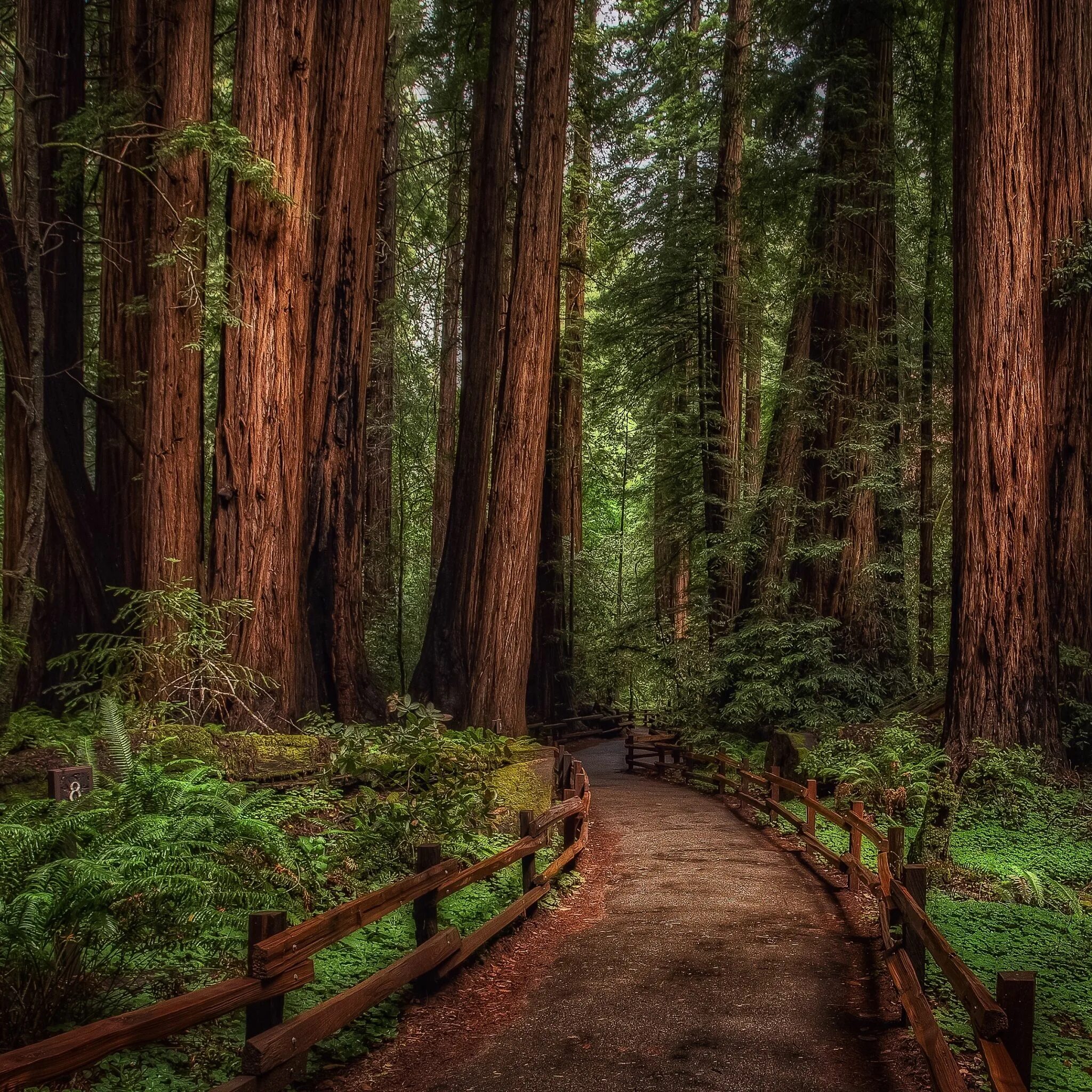 Ручей в лесу. Many forest. Красивые леса. Лес. Форест сосновый бор.