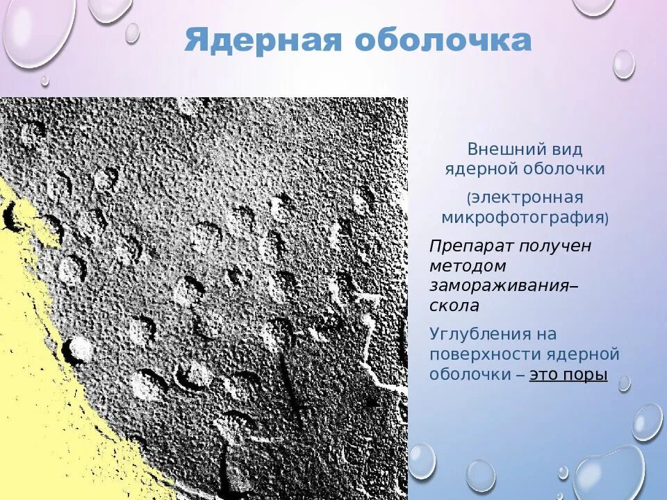 Ядерная оболочка состоит из. Ядерная оболочка. внешний вид ядерной оболочки. ядерная мембрана. ядерная оболочка состоит из двух мембран.