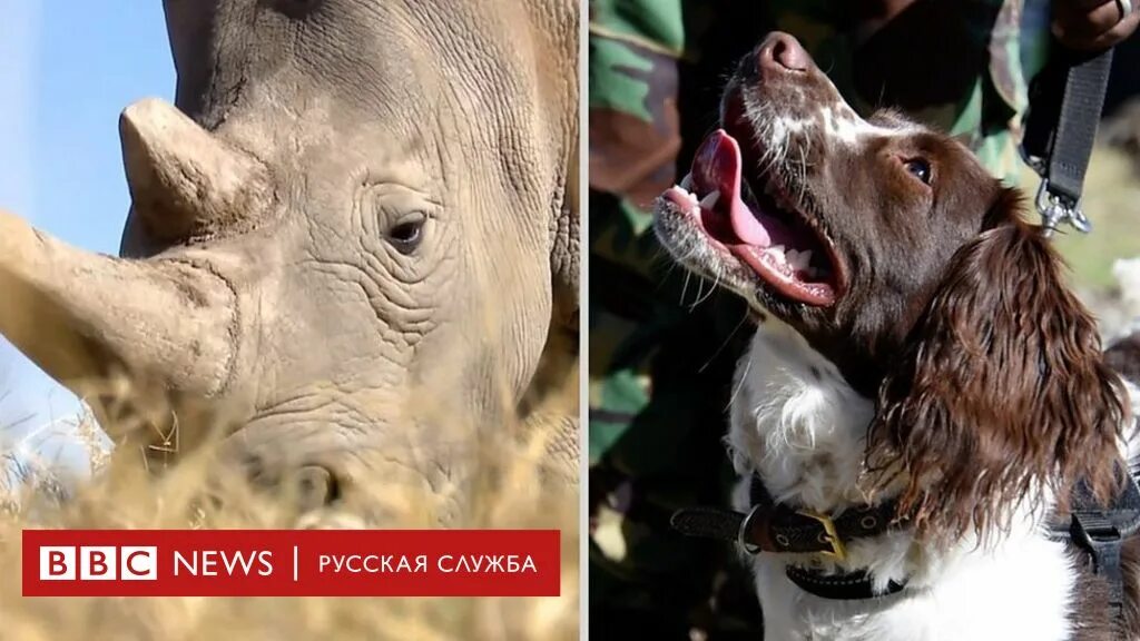 Bbc животные. Ввс животных. порода собак носорог. bbc про животных. смесь бульдога с носорогом.