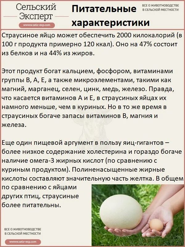 Вес кур яйца. Вес страусиного яйца. Яйцо страуса. Диаметр яйца страуса. Объем страусиного яйца.