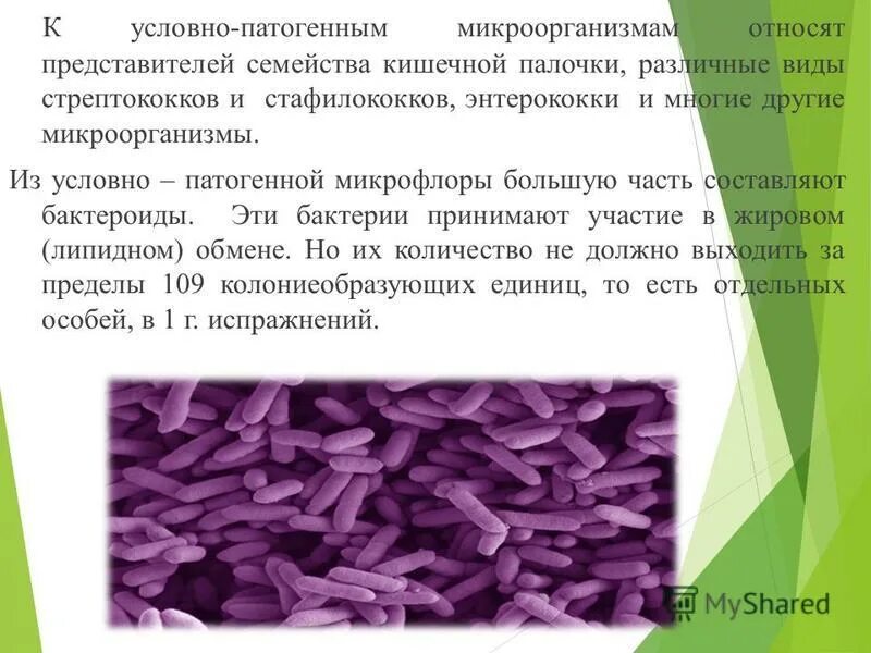 Бактерии являются тест. К условно-патогенным микроорганизмам относят. Условно-патогенные микроорганизмы. Условно патогеннве бакт. Патогенные и условно патогенные бактерии.