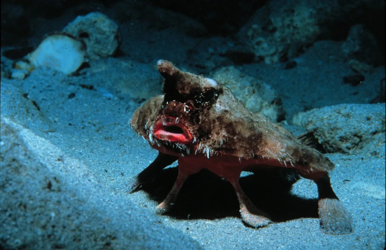 Нетопырь короткорылый рыба. Нетопырь короткорылый (Ogcocephalus). Существа на дне океанов