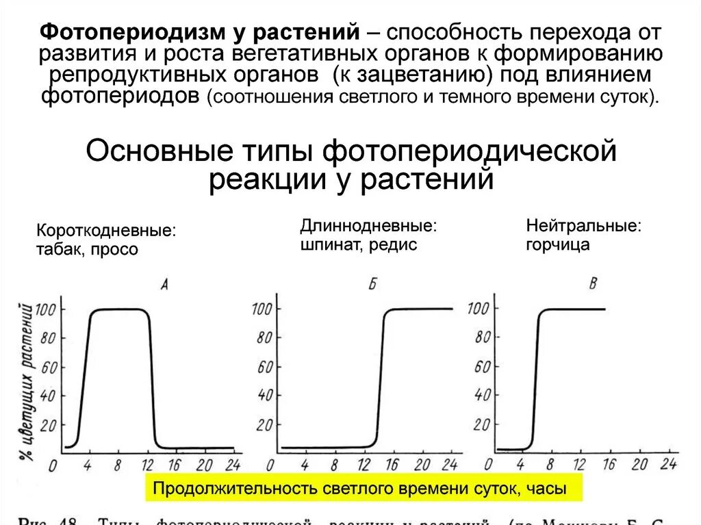 Типы фотопериодической реакции. Фотопериодическая реакция растений. Фотопериодизм у растений. Группы растений по фотопериодической реакции. Реакция организмов на изменение длины светового дня