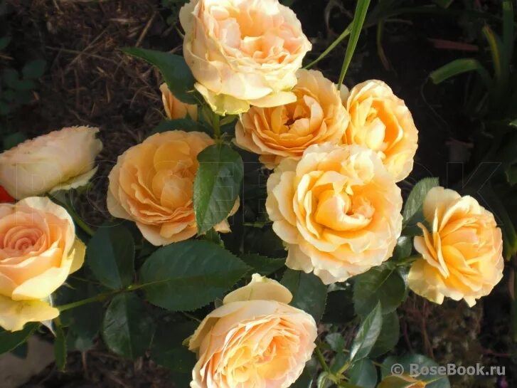 пульман ориент экспресс. розы вашей мечты отзывы. Aquarell (tanellqua, perfect harmony). роза шраб дьяблес дё мэр. роза флорибунда крим абунданс.