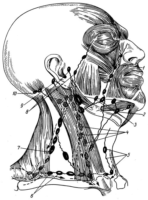 Схема лимфоузлов головы. Околоушные лимфатические узлы кт. Яремные лимфоузлы анатомия. Лимфоузлы и сосуды головы и шеи. Лимфатические узлы шеи схема.