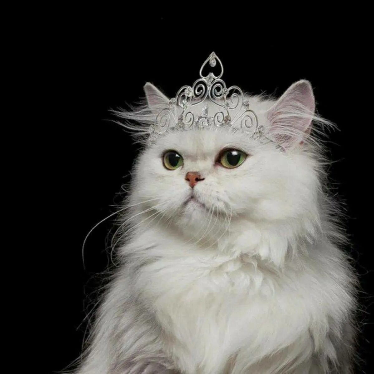 Кошечки королевы. Кот в короне. Кошечка с короной. Кошка с короной на голове. Кошка Королева.