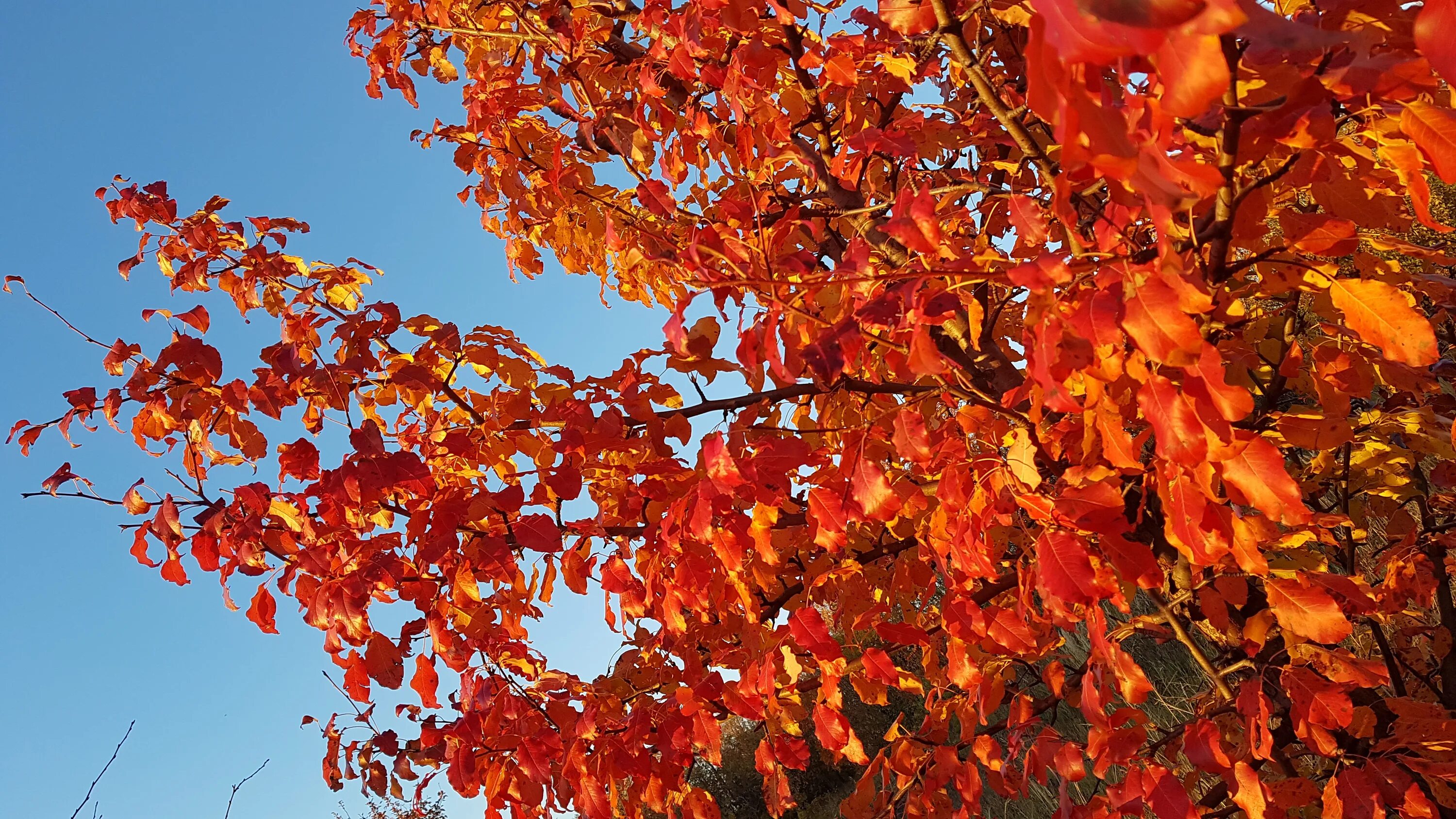 Autumn starts