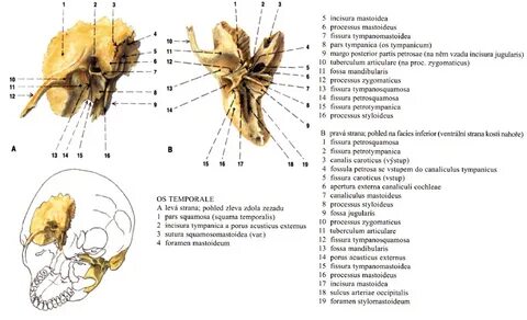 Incisura mastoidea