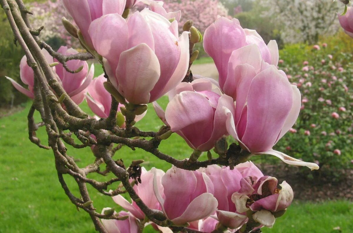 Магнолия цветы купить. Магнолия Суланжа. Магнолия Суланжа (Magnolia soulangeana). Магнолия Суланжа Амабилис.