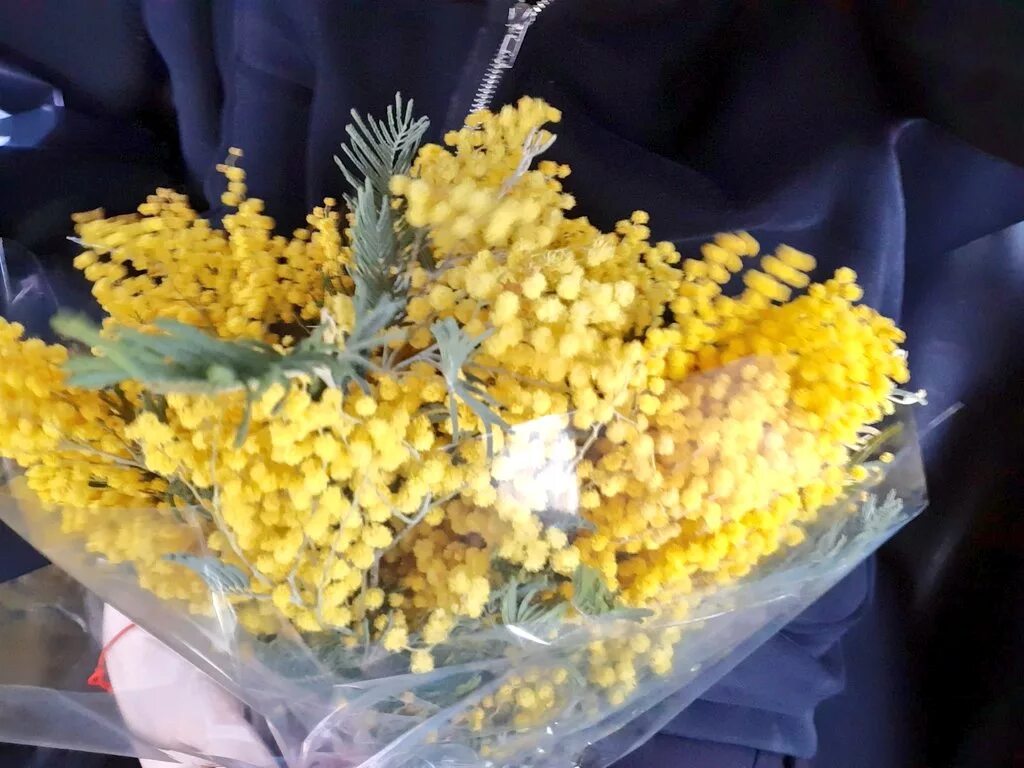 Как хранить мимозу дома в вазе