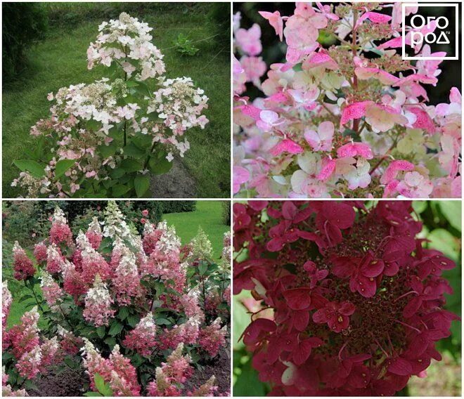 Hydrangea Paniculata fire and ice H: 5-8 feet, W: 3-4