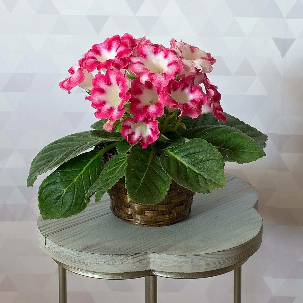 Самый красивый комнатный цветок цветущий. Зигокактус шлюмбе́ргера (декабрист). Зигокактус шлюмбергера. Пеларгония грандифлора мона лиза. Орхидея фаленопсис гигант.