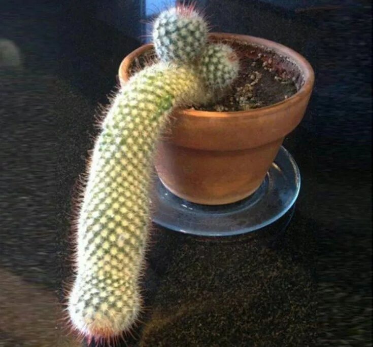 человек кактус. лысый кактус картинки. лысый кактус. лысый кактус. блоггер кактус.