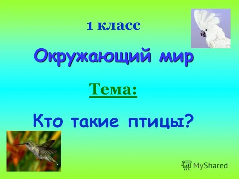 Классе тема. Окружающий мир темы. Тема кто такие птицы. Презентация 1 класс окружающий мир. Презентация птицы 1 класс.