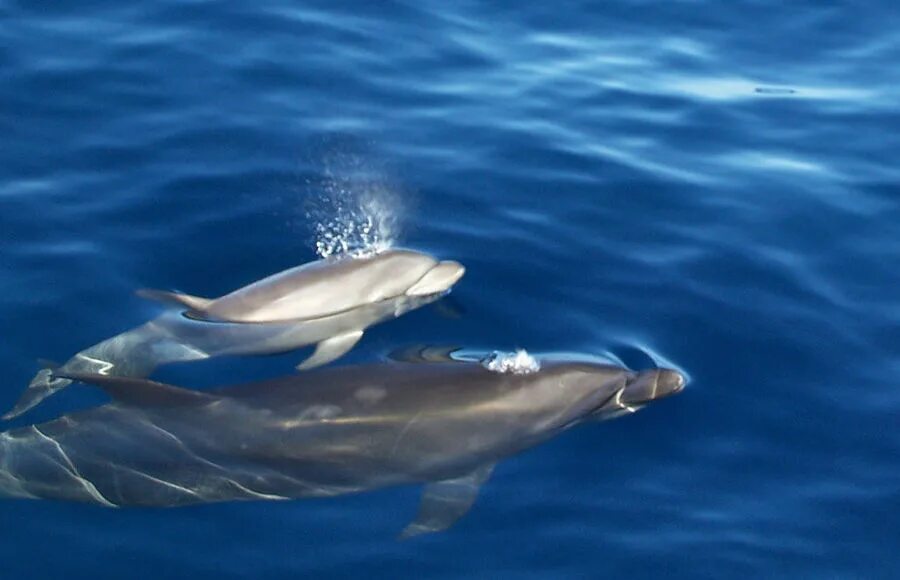 A dolphin must be conscious to breathe, thus never goes into a full deep sleep o
