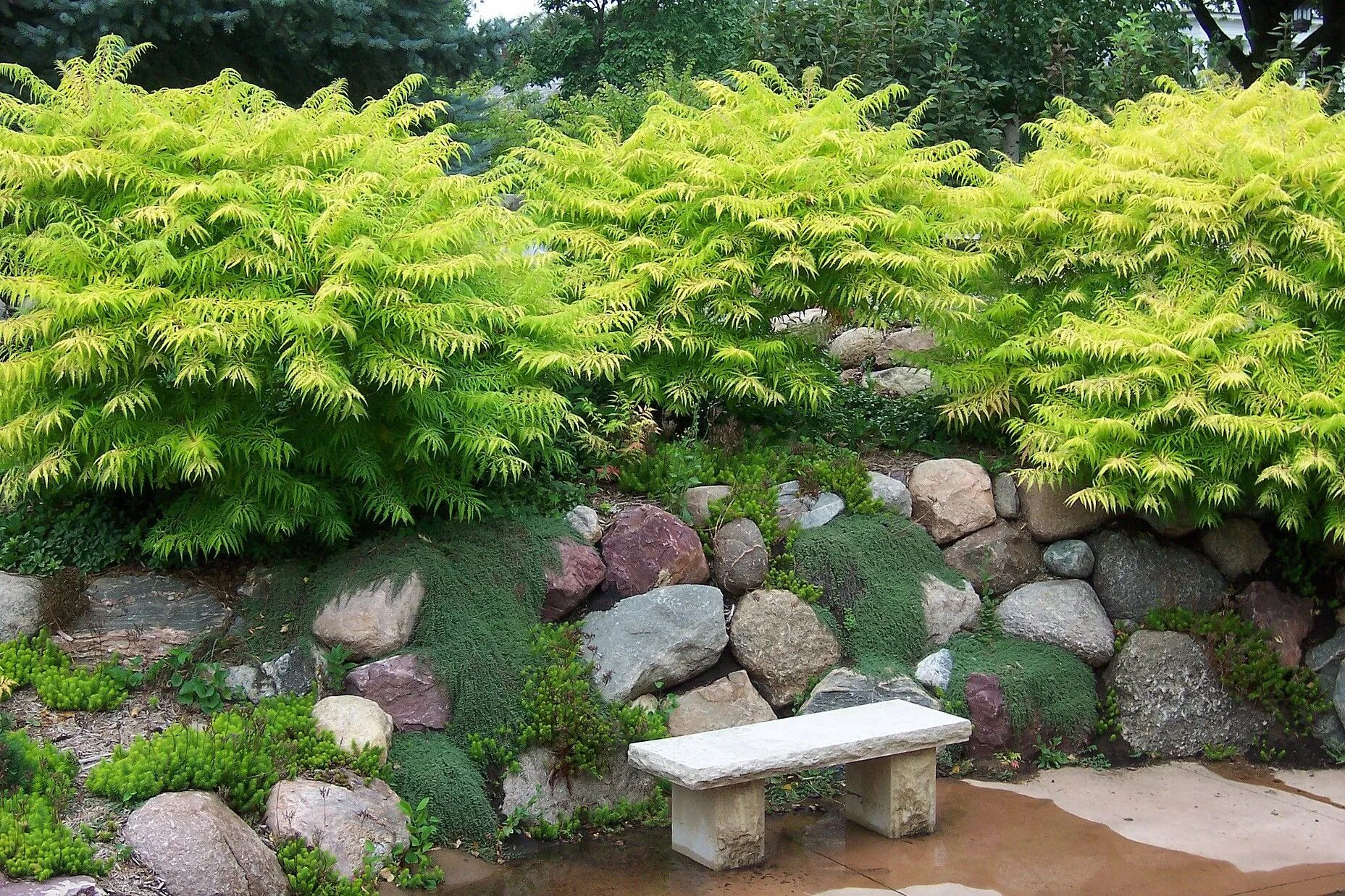 Acer palm aoyagi. Чистоуст королевский в ландшафтном дизайне. Лиственница теневыносливая. Лиственница теневыносливая. Ногоплодник дакридиевидный.