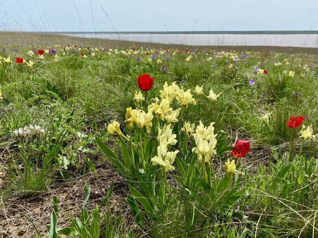 Лазорики заповедник Ростовский. Заповедник Ростовский Орловского района. Орловский заповедник Ростовская область тюльпаны. Крокусы донских степей.