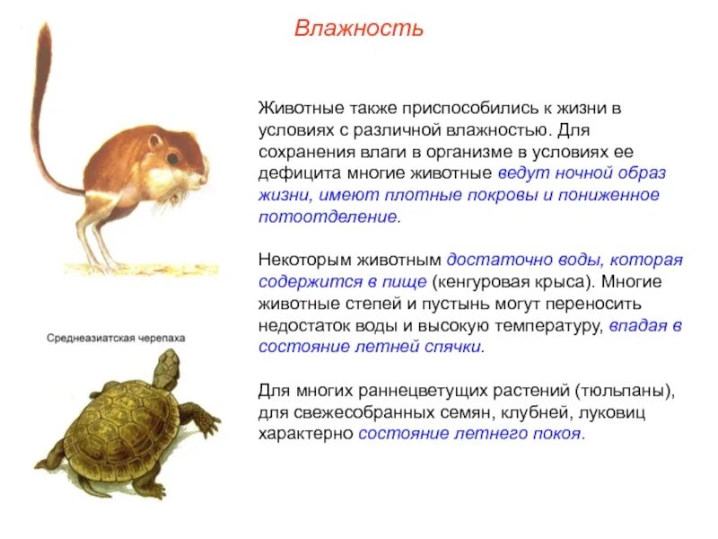 Какие животные приспособились к жизни. Примеры адаптации к недостатку влаги у растений. Приспособления к влажности у животных и растений. Приспособленность животных к недостатку влаги. Приспособление животных к влажности примеры.